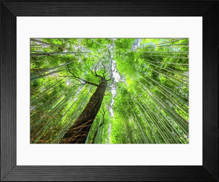 Framed Print : Arashiyama bamboo grove in Kyoto, Honshu, Japan Framed Print : Arashiyama bamboo grove in Kyoto, Honshu, Japan