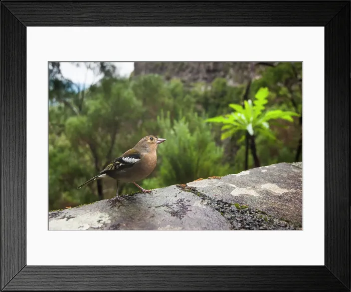 Framed Print : Chaffinch (Fringilla coelebs), Madeira island, Atlantic Ocean, Portugal Framed Print : Chaffinch (Fringilla coelebs), Madeira island, Atlantic Ocean, Portugal
