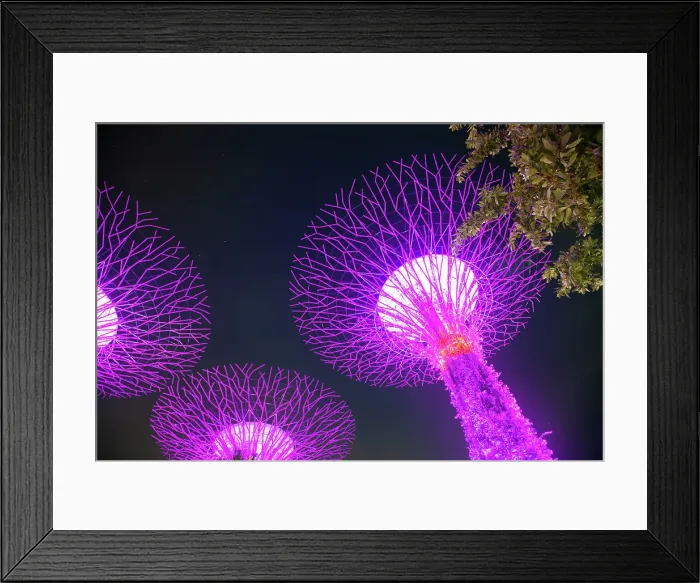 Framed Print : Supertrees illuminated for light show in Gardens by the Bay, Singapore Framed Print : Supertrees illuminated for light show in Gardens by the Bay, Singapore