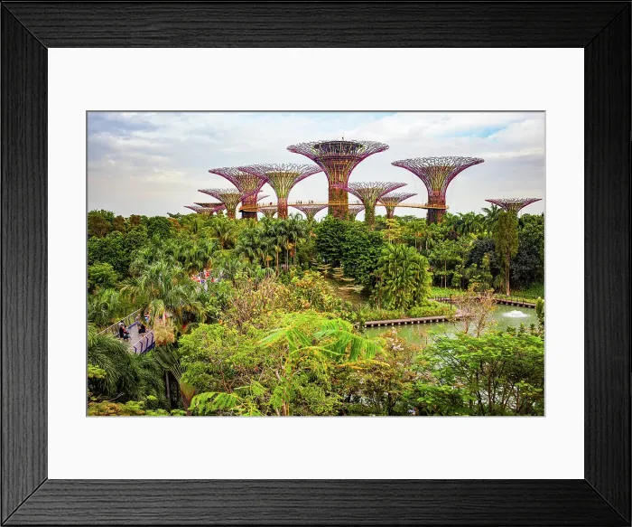 Framed Print : Supertrees in Gardens by the Bay, Singapore Framed Print : Supertrees in Gardens by the Bay, Singapore
