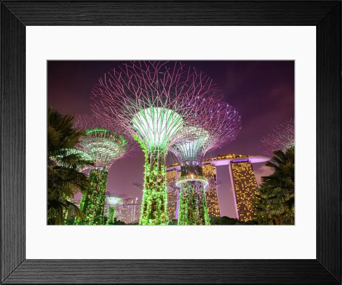 Framed Print : Supertrees illuminated for light show in Gardens by the Bay, Singapore Framed Print : Supertrees illuminated for light show in Gardens by the Bay, Singapore