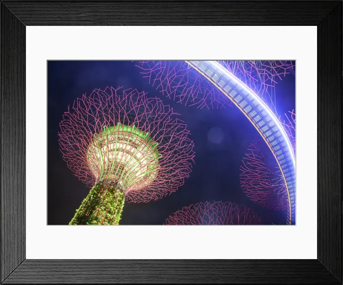 Framed Print : Supertrees illuminated for light show in Gardens by the Bay, Singapore Framed Print : Supertrees illuminated for light show in Gardens by the Bay, Singapore