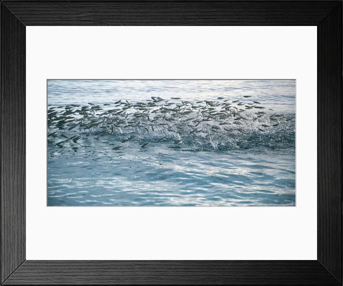 Framed Print : Bank of fish jumping in the sea, The Maldives, Indian Ocean Framed Print : Bank of fish jumping in the sea, The Maldives, Indian Ocean