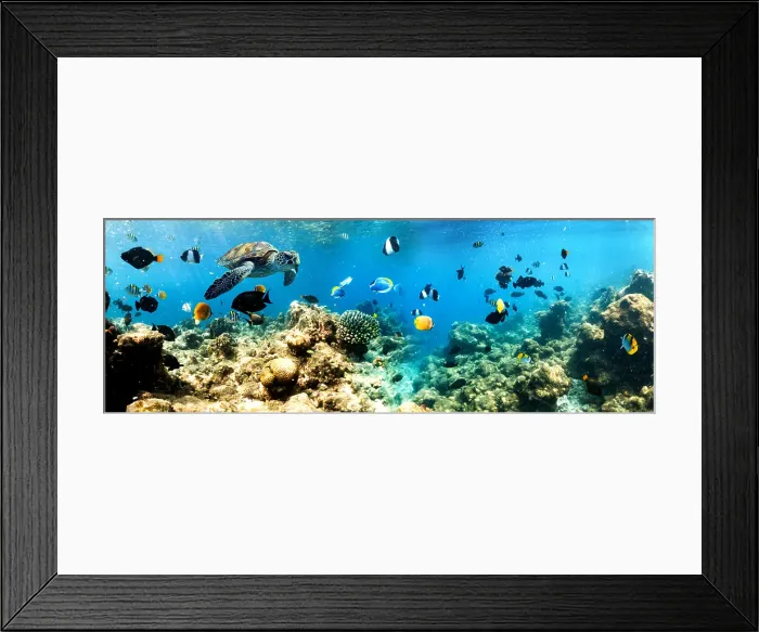 Framed Print : Coral reef and sea life banner, The Maldives, Indian Ocean Framed Print : Coral reef and sea life banner, The Maldives, Indian Ocean