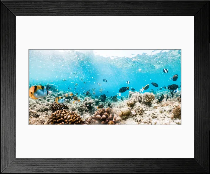 Framed Print : Coral reef and sea life banner, The Maldives, Indian Ocean Framed Print : Coral reef and sea life banner, The Maldives, Indian Ocean