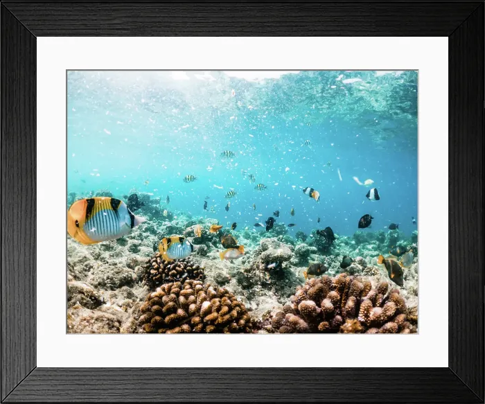 Framed Print : Corals and tropical fish, underwater sea life, The Maldives, Indian Ocean Framed Print : Corals and tropical fish, underwater sea life, The Maldives, Indian Ocean