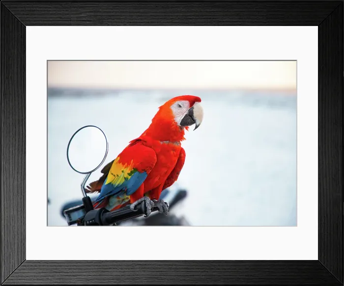Framed Print : Close-up portrait of a parrot, Macaw, The Maldives, Indian Ocean Framed Print : Close-up portrait of a parrot, Macaw, The Maldives, Indian Ocean