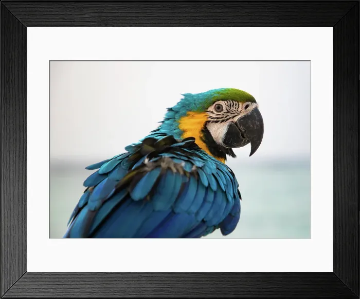 Framed Print : Close-up portrait of a parrot, Macaw, The Maldives, Indian Ocean Framed Print : Close-up portrait of a parrot, Macaw, The Maldives, Indian Ocean