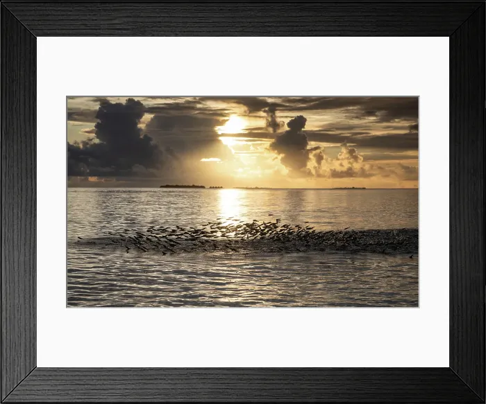 Framed Print : Amazing sunset over the sea on a tropical island, The Maldives, Indian Ocean Framed Print : Amazing sunset over the sea on a tropical island, The Maldives, Indian Ocean