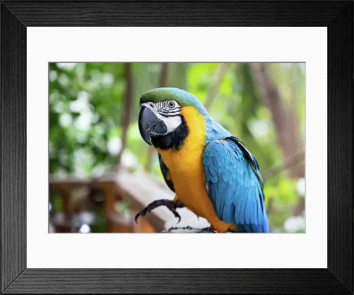 Framed Print : Beautiful blue and yellow Macaw in rainforest, The Maldives, Indian Ocean Framed Print : Beautiful blue and yellow Macaw in rainforest, The Maldives, Indian Ocean
