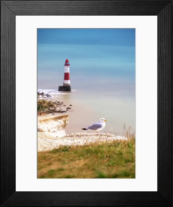 Framed Print : Seagull, Beachy Head chalk cliffs, with Beachy Head Lighthouse in background, South Downs National Park, East Sussex, England, United Kingdom Framed Print : Seagull, Beachy Head chalk cliffs, with Beachy Head Lighthouse in background, South Downs National Park, East Sussex, England, United Kingdom