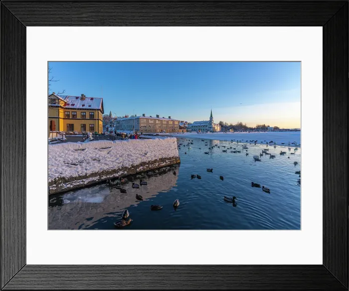 Framed Print : View of swans and ducks with colourful buildings and city skyline in background in the city centre of Reykjavik in winter, Reykjavik, Iceland Framed Print : View of swans and ducks with colourful buildings and city skyline in background in the city centre of Reykjavik in winter, Reykjavik, Iceland