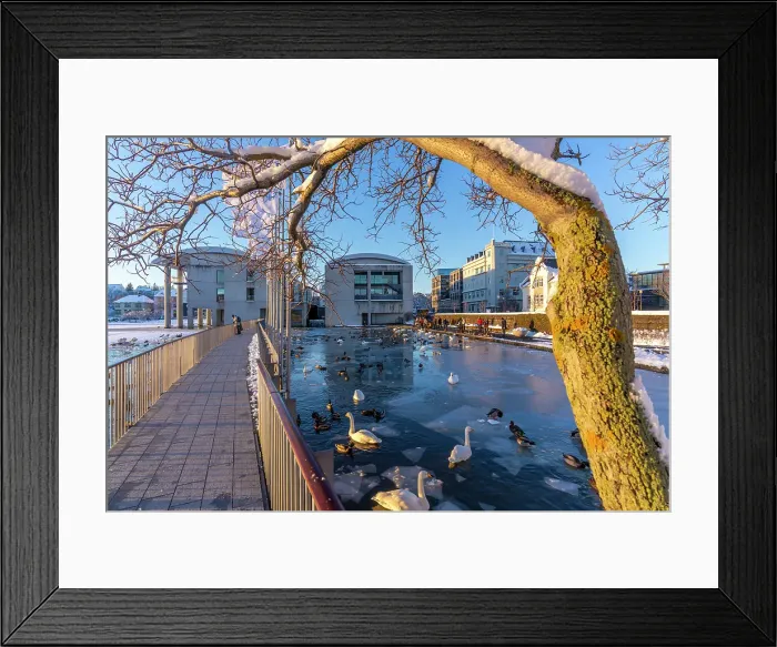 Framed Print : View of swans and ducks with City Hall in background in the city centre of Reykjavik in winter, Reykjavik, Iceland Framed Print : View of swans and ducks with City Hall in background in the city centre of Reykjavik in winter, Reykjavik, Iceland