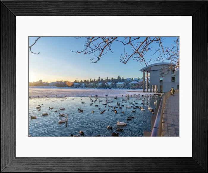 Framed Print : View of swans and ducks with Iceland model building in the city centre of Reykjavik in winter, Reykjavik, Iceland Framed Print : View of swans and ducks with Iceland model building in the city centre of Reykjavik in winter, Reykjavik, Iceland
