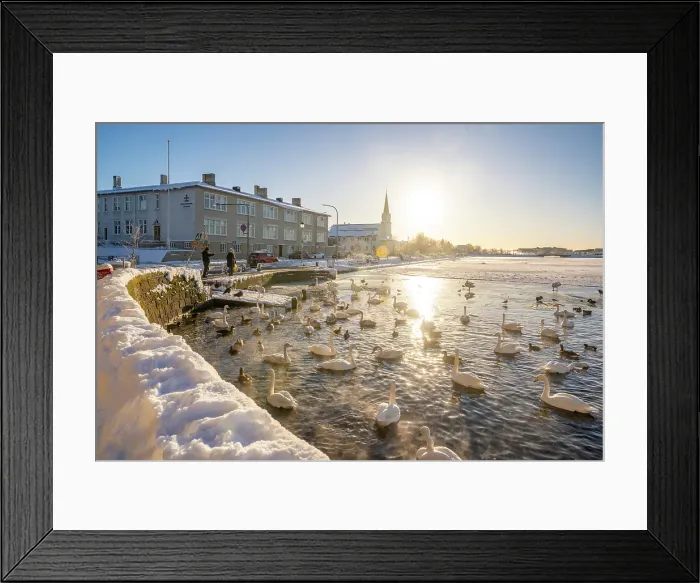 Framed Print : View of wildlife on Tjornin lake and Lutheran Free Church on a sunny day in winter, Reykjavik, Iceland Framed Print : View of wildlife on Tjornin lake and Lutheran Free Church on a sunny day in winter, Reykjavik, Iceland