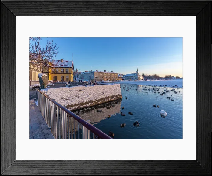 Framed Print : View of swans and ducks with colourful buildings and city skyline in background in the city centre of Reykjavik in winter, Reykjavik, Iceland Framed Print : View of swans and ducks with colourful buildings and city skyline in background in the city centre of Reykjavik in winter, Reykjavik, Iceland