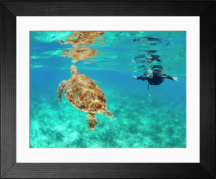 Framed Print : Green sea turtle (Chelonia mydas), with snorkeler near Caye Caulker, inside the Mesoamerican Barrier Reef, Belize Framed Print : Green sea turtle (Chelonia mydas), with snorkeler near Caye Caulker, inside the Mesoamerican Barrier Reef, Belize