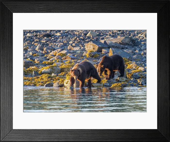 Framed Print : Adult brown bear pair (Ursus arctos) exhibiting courtship behavior at Scidmore Cut in Glacier Bay National Park, Alaska, United States of America Framed Print : Adult brown bear pair (Ursus arctos) exhibiting courtship behavior at Scidmore Cut in Glacier Bay National Park, Alaska, United States of America