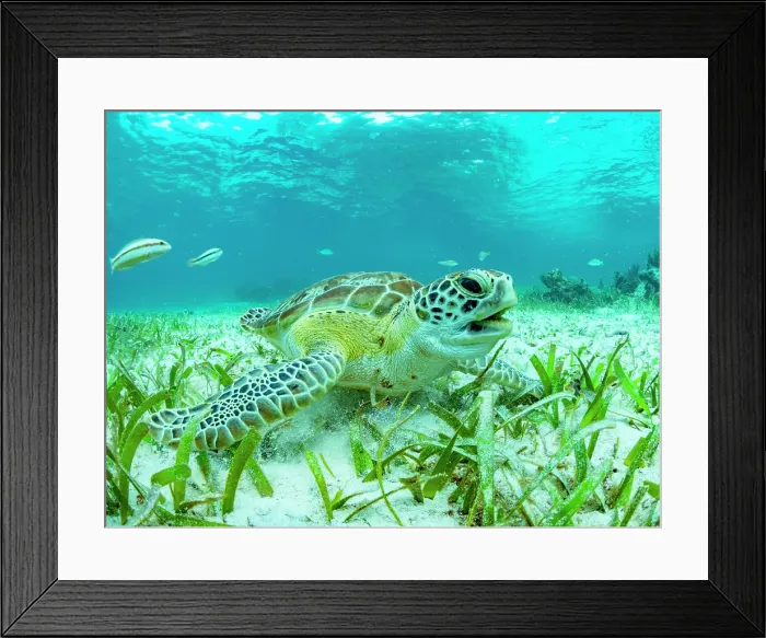 Framed Print : Green sea turtle (Chelonia mydas), feeding on the sand near Caye Caulker, inside the Mesoamerican Barrier Reef, Belize Framed Print : Green sea turtle (Chelonia mydas), feeding on the sand near Caye Caulker, inside the Mesoamerican Barrier Reef, Belize