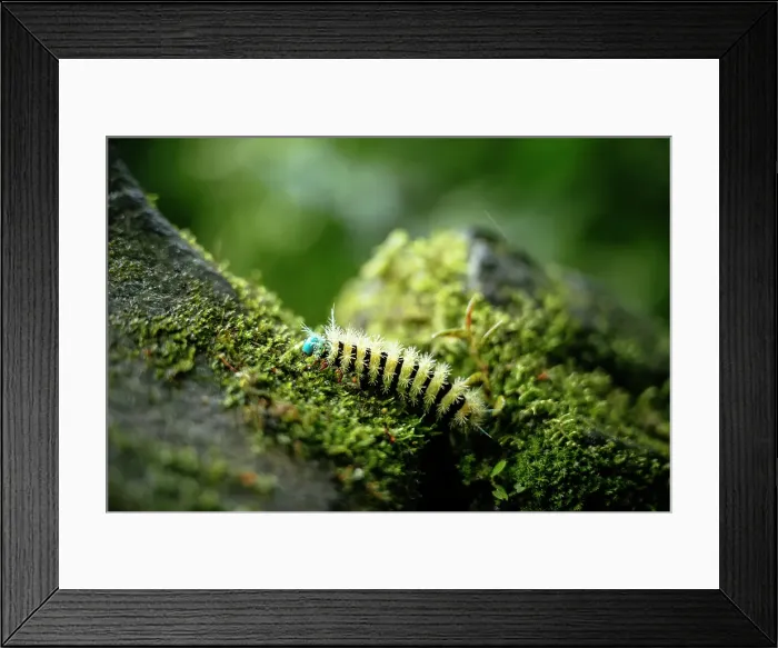 Framed Print : Caterpillar on rock near Diablo Waterfalls (Pailon del Diablo), Tungurahua Province, Ecuador Framed Print : Caterpillar on rock near Diablo Waterfalls (Pailon del Diablo), Tungurahua Province, Ecuador