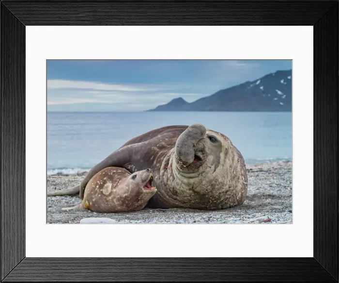 Framed Print : Southern elephant seal (Mirounga leonina) mating behavior on South Georgia Island, Southern Ocean Framed Print : Southern elephant seal (Mirounga leonina) mating behavior on South Georgia Island, Southern Ocean