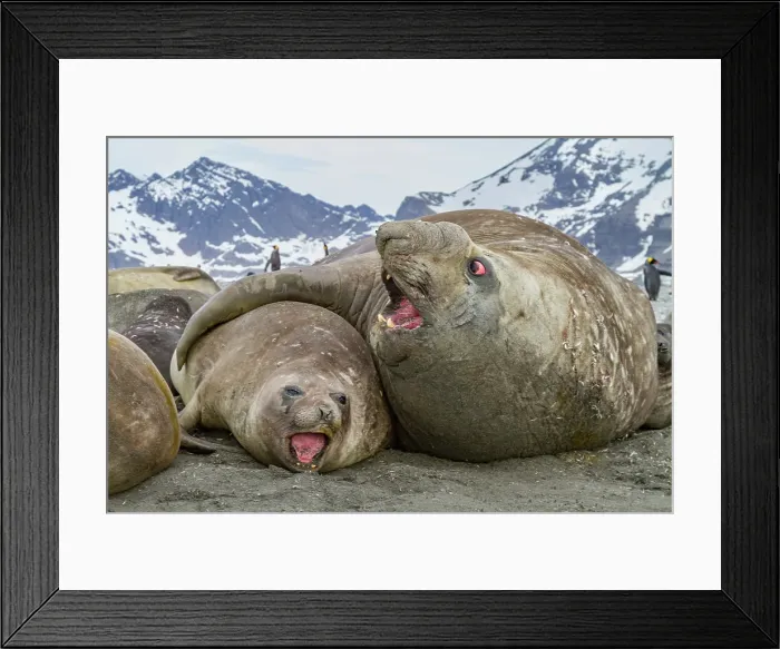 Framed Print : Southern elephant seal (Mirounga leonina) mating behavior on South Georgia Island, Southern Ocean Framed Print : Southern elephant seal (Mirounga leonina) mating behavior on South Georgia Island, Southern Ocean