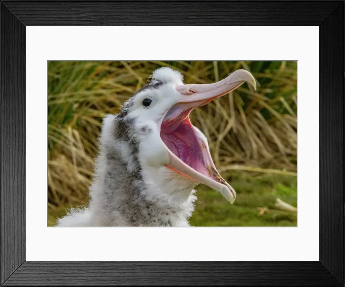 Framed Print : Wandering albatross (Diomedea exulans) chick at breeding colony on Prion Island, Bay of Isles, South Georgia Framed Print : Wandering albatross (Diomedea exulans) chick at breeding colony on Prion Island, Bay of Isles, South Georgia