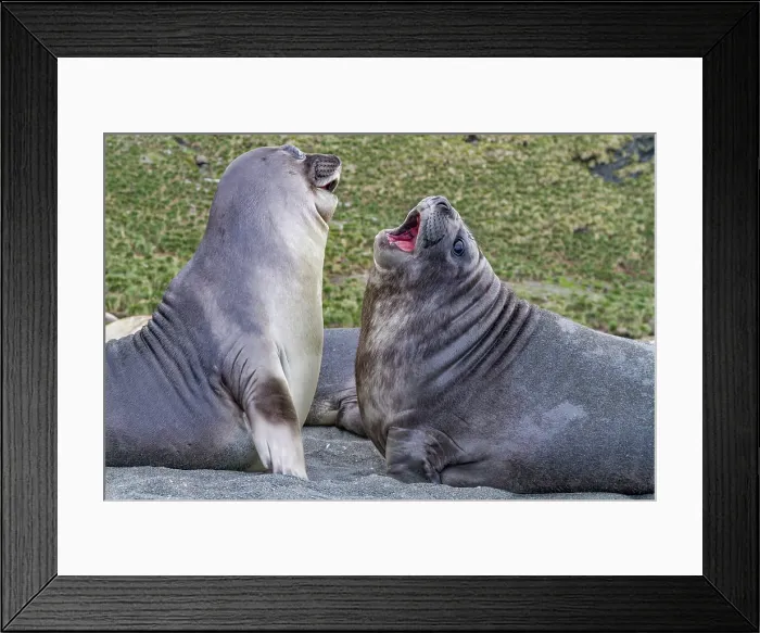 Framed Print : Male southern elephant seal (Mirounga leonina) pups mock fighting on South Georgia Island, Southern Ocean Framed Print : Male southern elephant seal (Mirounga leonina) pups mock fighting on South Georgia Island, Southern Ocean