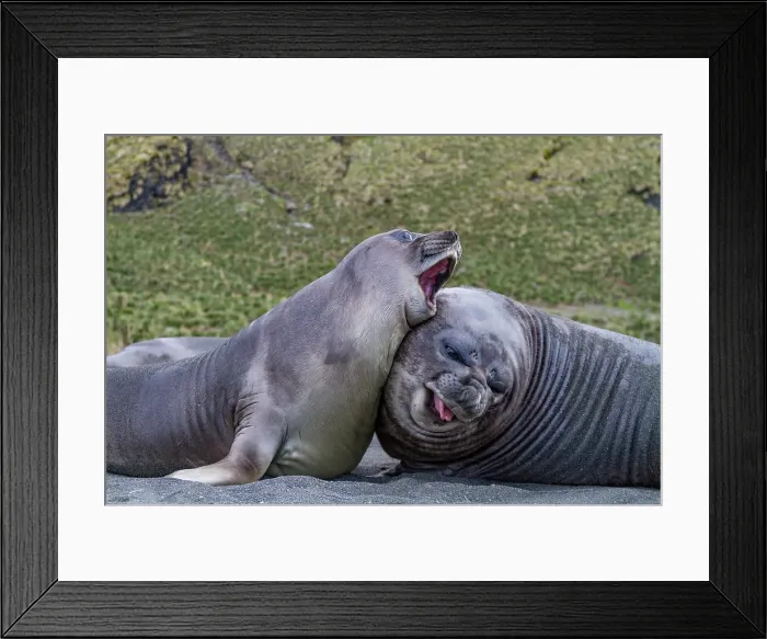 Framed Print : Male southern elephant seal (Mirounga leonina) pups mock fighting on South Georgia Island, Southern Ocean Framed Print : Male southern elephant seal (Mirounga leonina) pups mock fighting on South Georgia Island, Southern Ocean