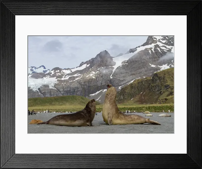 Framed Print : Adult bull southern elephant seals (Mirounga leonina) fighting for breeding grounds on South Georgia Island, Southern Ocean Framed Print : Adult bull southern elephant seals (Mirounga leonina) fighting for breeding grounds on South Georgia Island, Southern Ocean
