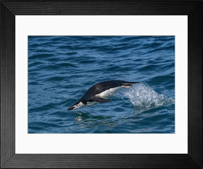 Framed Print : Chinstrap penguin (Pygoscelis antarctica) porpoising in Cooper Bay, South Georgia Framed Print : Chinstrap penguin (Pygoscelis antarctica) porpoising in Cooper Bay, South Georgia