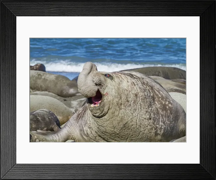Framed Print : Bull southern elephant seal (Mirounga leonina) on South Georgia Island, Southern Ocean Framed Print : Bull southern elephant seal (Mirounga leonina) on South Georgia Island, Southern Ocean