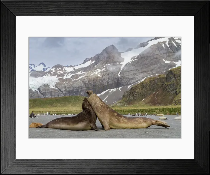 Framed Print : Adult bull southern elephant seals (Mirounga leonina) fighting for breeding grounds on South Georgia Island, Southern Ocean Framed Print : Adult bull southern elephant seals (Mirounga leonina) fighting for breeding grounds on South Georgia Island, Southern Ocean
