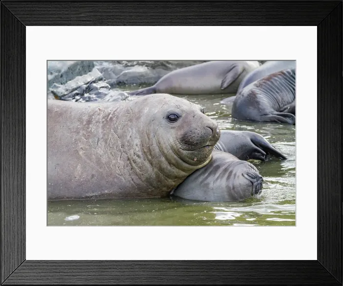 Framed Print : Young adult bull southern elephant seal (Mirounga leonina) holding young pup's head underwater trying to kill it, South Georgia Island, Southern Ocean Framed Print : Young adult bull southern elephant seal (Mirounga leonina) holding young pup's head underwater trying to kill it, South Georgia Island, Southern Ocean