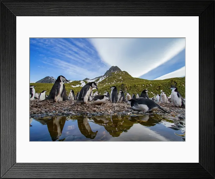 Framed Print : Chinstrap penguin (Pygoscelis antarctica) breeding colony at Cooper Bay, South Georgia