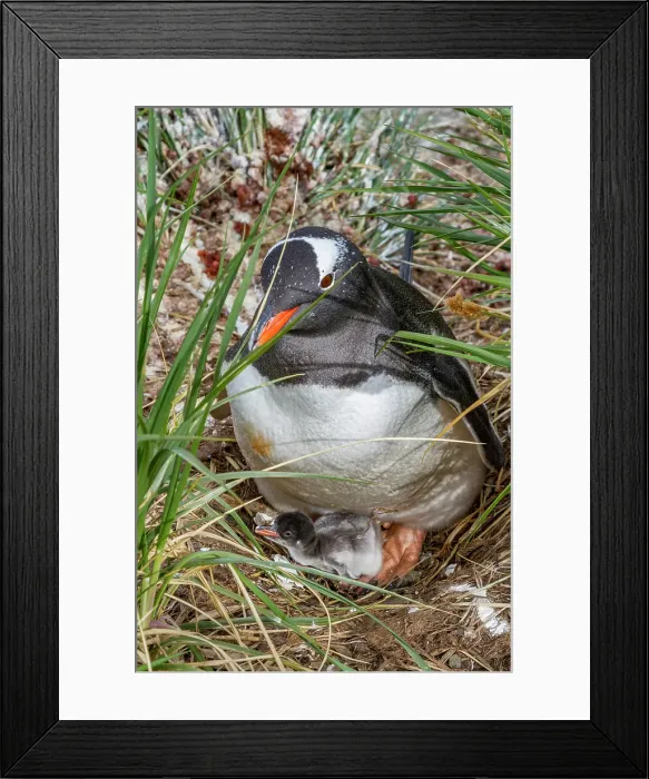 Framed Print : Adult gentoo penguin (Pygoscelis papua) with minutes-old newly hatched chick at Gold Harbor on South Georgia