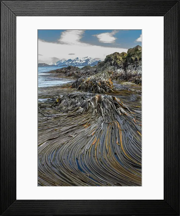 Framed Print : Patterns in the kelp at low tide on South Georgia Island, Southern Ocean Framed Print : Patterns in the kelp at low tide on South Georgia Island, Southern Ocean