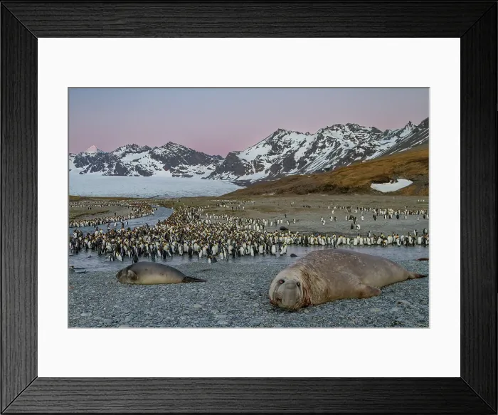 Framed Print : Bull southern elephant seal (Mirounga leonina) on South Georgia Island, Southern Ocean Framed Print : Bull southern elephant seal (Mirounga leonina) on South Georgia Island, Southern Ocean