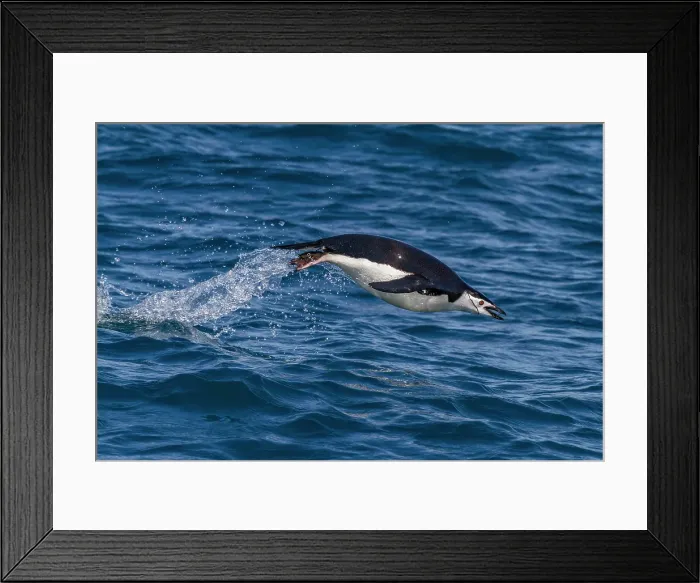 Framed Print : Chinstrap penguin (Pygoscelis antarctica) porpoising in Cooper Bay, South Georgia Framed Print : Chinstrap penguin (Pygoscelis antarctica) porpoising in Cooper Bay, South Georgia