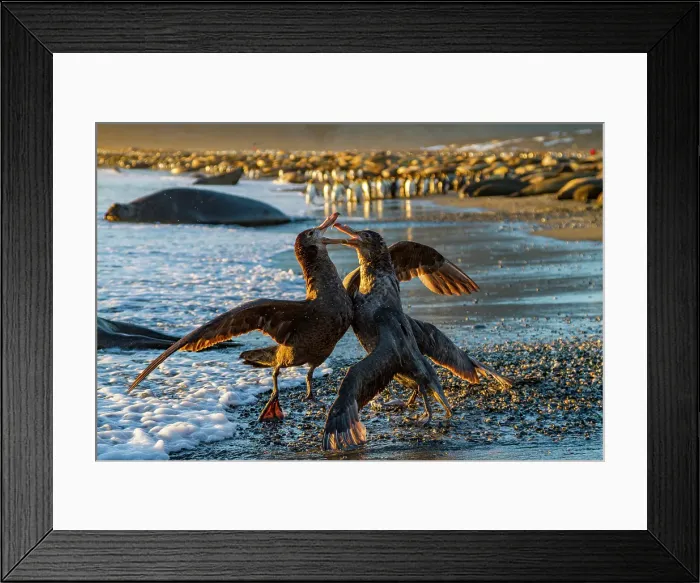 Framed Print : Northern giant petrels (Macronectes halli) fighting over the scavenging rights to a dead fur seal pup at St. Andrews Bay, South Georgia Framed Print : Northern giant petrels (Macronectes halli) fighting over the scavenging rights to a dead fur seal pup at St. Andrews Bay, South Georgia