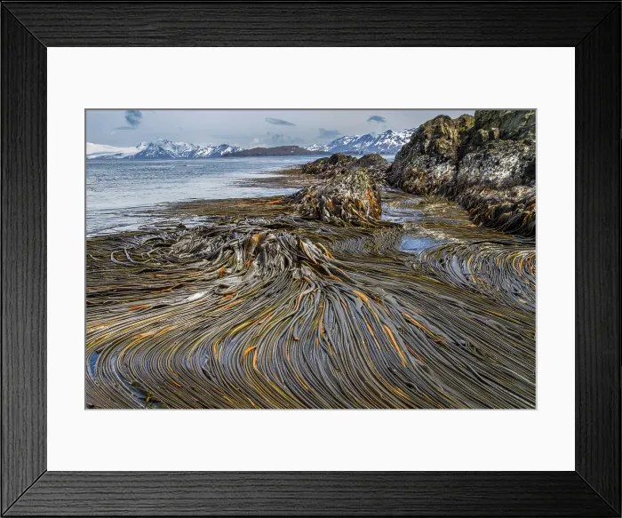 Framed Print : Patterns in the kelp at low tide on South Georgia Island, Southern Ocean Framed Print : Patterns in the kelp at low tide on South Georgia Island, Southern Ocean