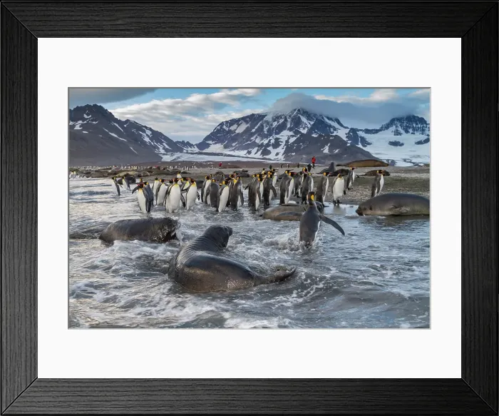 Framed Print : Southern elephant seal (Mirounga leonina) pup, called weaners once their mothers stop nursing, South Georgia Island, Southern Ocean Framed Print : Southern elephant seal (Mirounga leonina) pup, called weaners once their mothers stop nursing, South Georgia Island, Southern Ocean