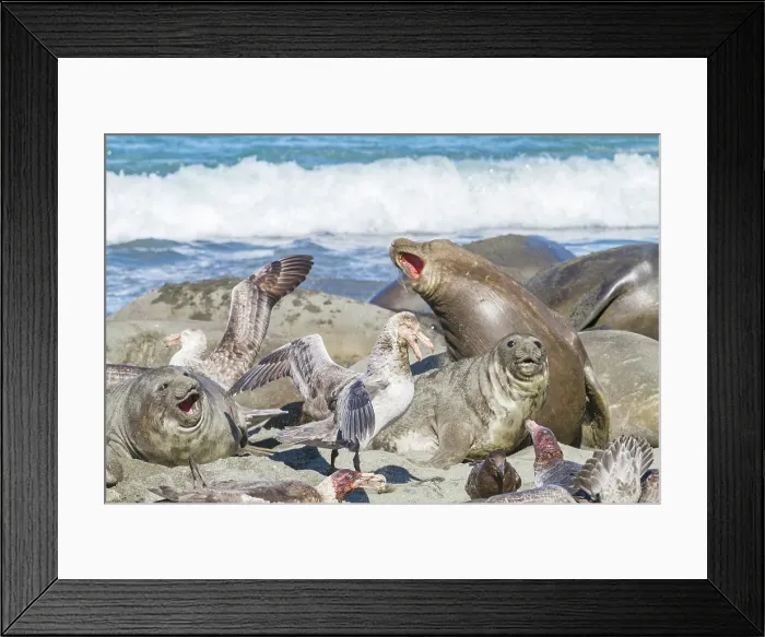 Framed Print : Northern giant petrels (Macronectes halli) fighting over the scavenging rights to a dead elephant seal pup at Royal Harbor, South Georgia