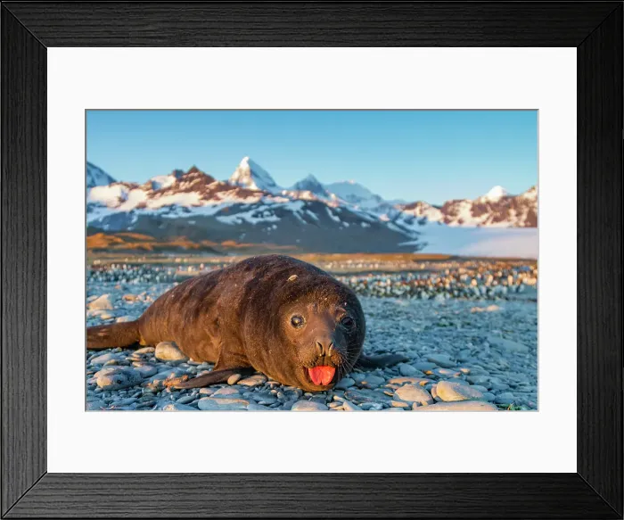 Framed Print : Southern elephant seal (Mirounga leonina) pup, called weaners once their mothers stop nursing, South Georgia Island, Southern Ocean