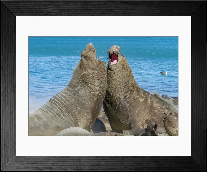 Framed Print : Adult bull southern elephant seals (Mirounga leonina) fighting for breeding grounds on South Georgia Island, Southern Ocean Framed Print : Adult bull southern elephant seals (Mirounga leonina) fighting for breeding grounds on South Georgia Island, Southern Ocean