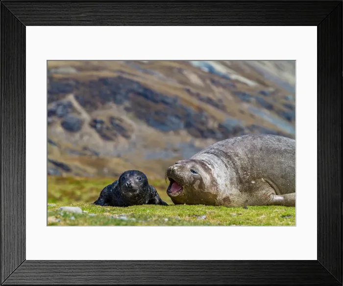 Framed Print : Female southern elephant seal (Mirounga leonina) with newborn pup on the beach in Stromness Bay, South Georgia Island Framed Print : Female southern elephant seal (Mirounga leonina) with newborn pup on the beach in Stromness Bay, South Georgia Island