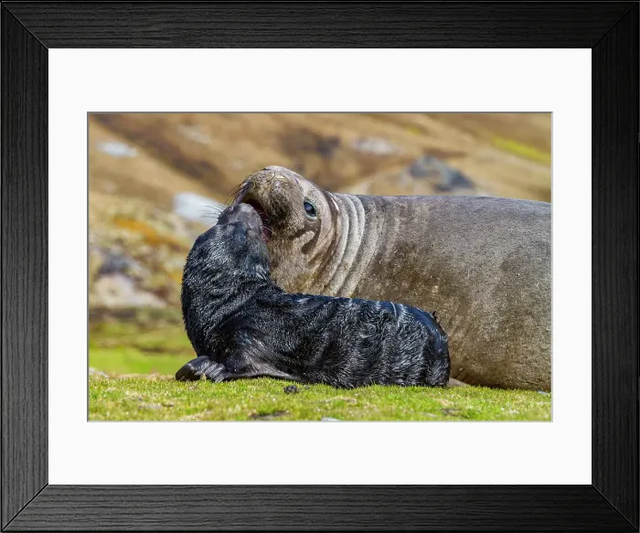 Framed Print : Female southern elephant seal (Mirounga leonina) with newborn pup on the beach in Stromness Bay, South Georgia Island