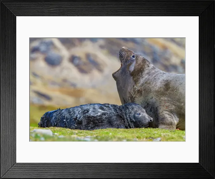 Framed Print : Female southern elephant seal (Mirounga leonina) with newborn pup on the beach in Stromness Bay, South Georgia Island Framed Print : Female southern elephant seal (Mirounga leonina) with newborn pup on the beach in Stromness Bay, South Georgia Island