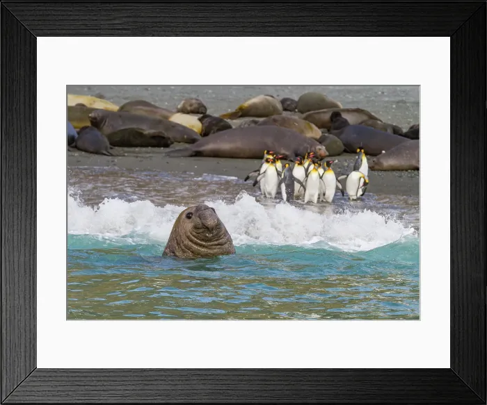 Framed Print : Bull southern elephant seal (Mirounga leonina) on South Georgia Island, Southern Ocean Framed Print : Bull southern elephant seal (Mirounga leonina) on South Georgia Island, Southern Ocean