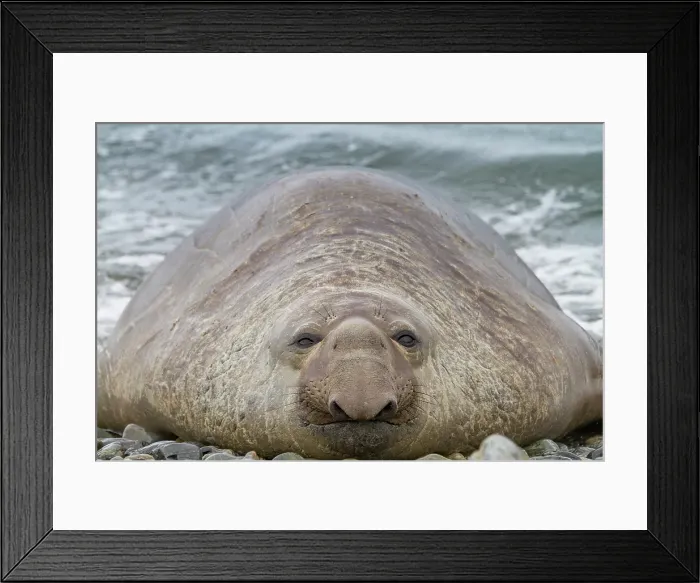 Framed Print : Bull southern elephant seal (Mirounga leonina) on South Georgia Island, Southern Ocean Framed Print : Bull southern elephant seal (Mirounga leonina) on South Georgia Island, Southern Ocean